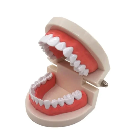 Hand - Carved Wooden Educational Toys with Alphabet - Learning BlocksDental Hygiene - Teeth Model Hand - Carved Wooden Educational Toys with Alphabet - Learning BlocksDental Hygiene - Teeth Model